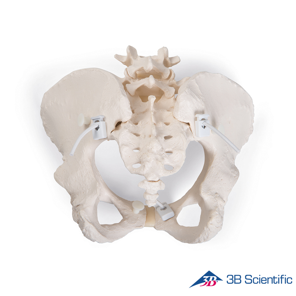 3B Scientific 인체모형 골반모형 A61/1 유연한 여성골반골격