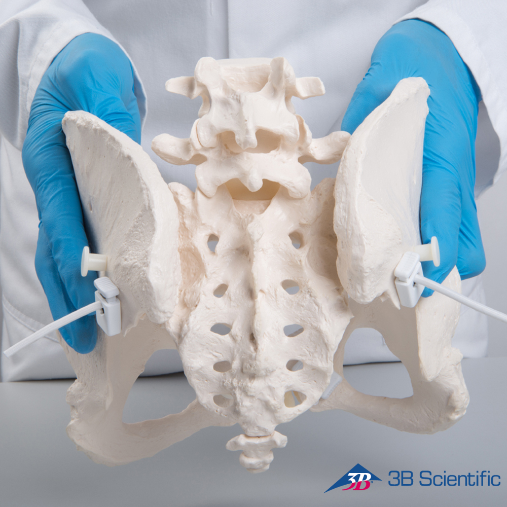 3B Scientific 인체모형 골반모형 A61/1 유연한 여성골반골격
