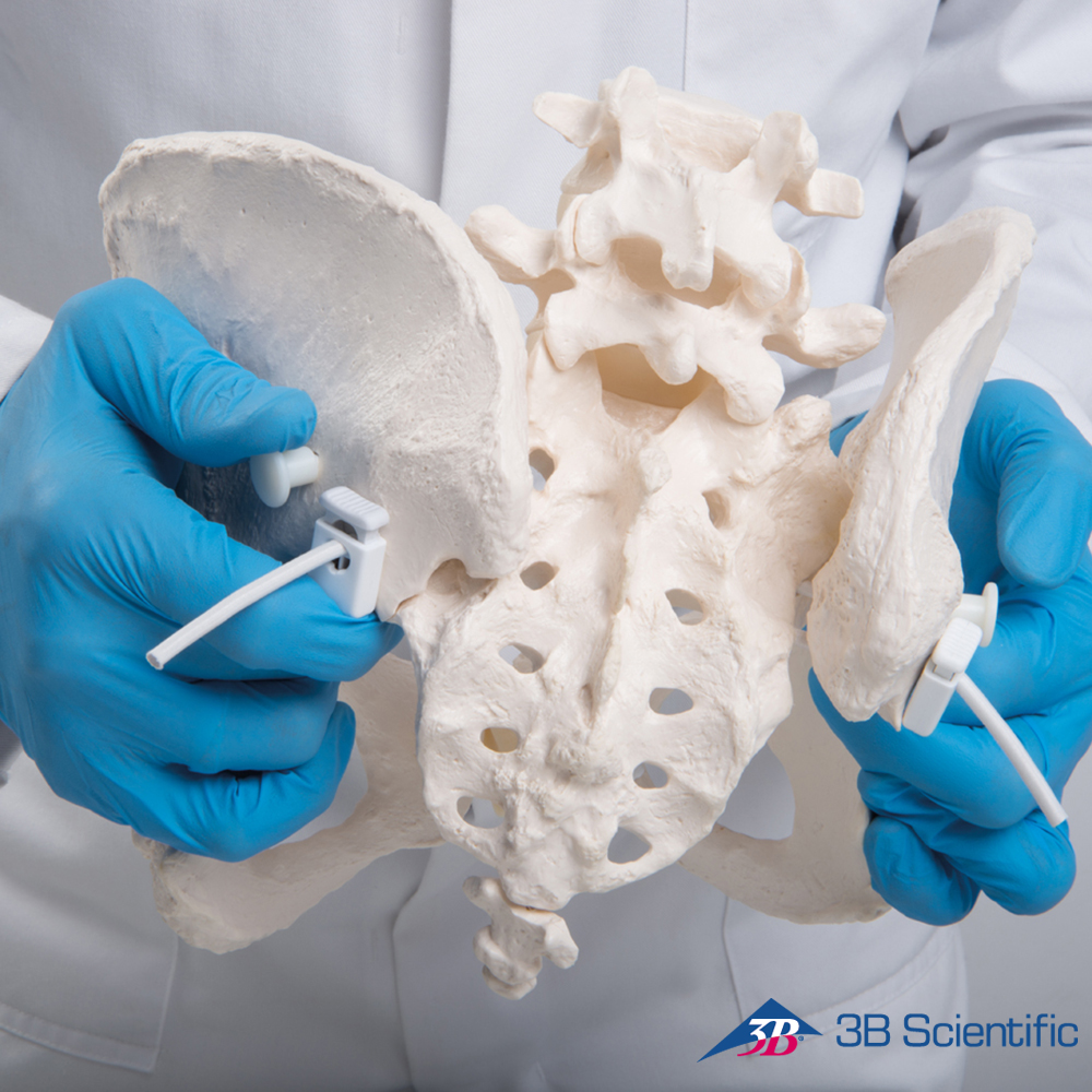 3B Scientific 인체모형 골반모형 A61/1 유연한 여성골반골격