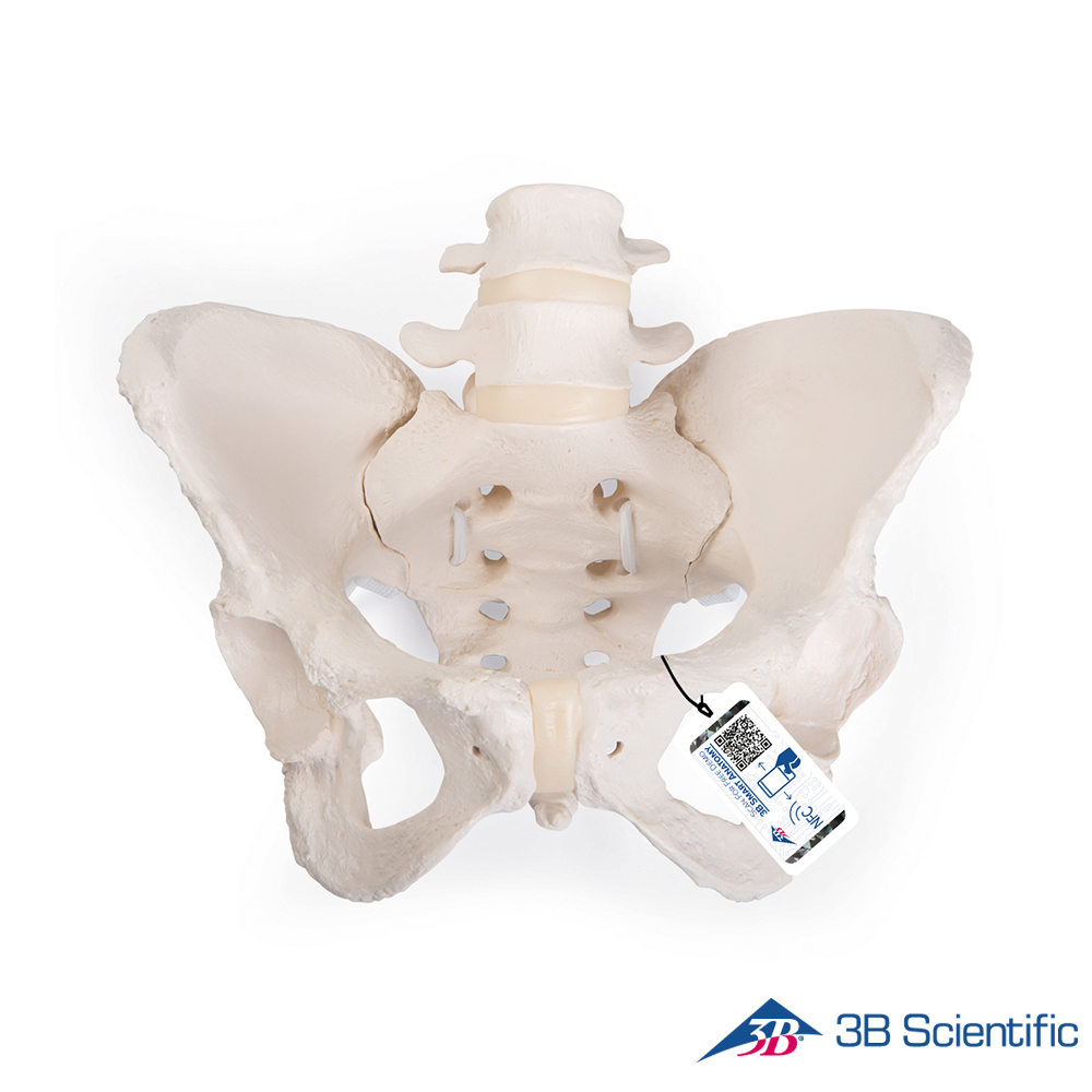 3B Scientific 인체모형 골반모형 A61/1 유연한 여성골반골격 대표이미지 섬네일