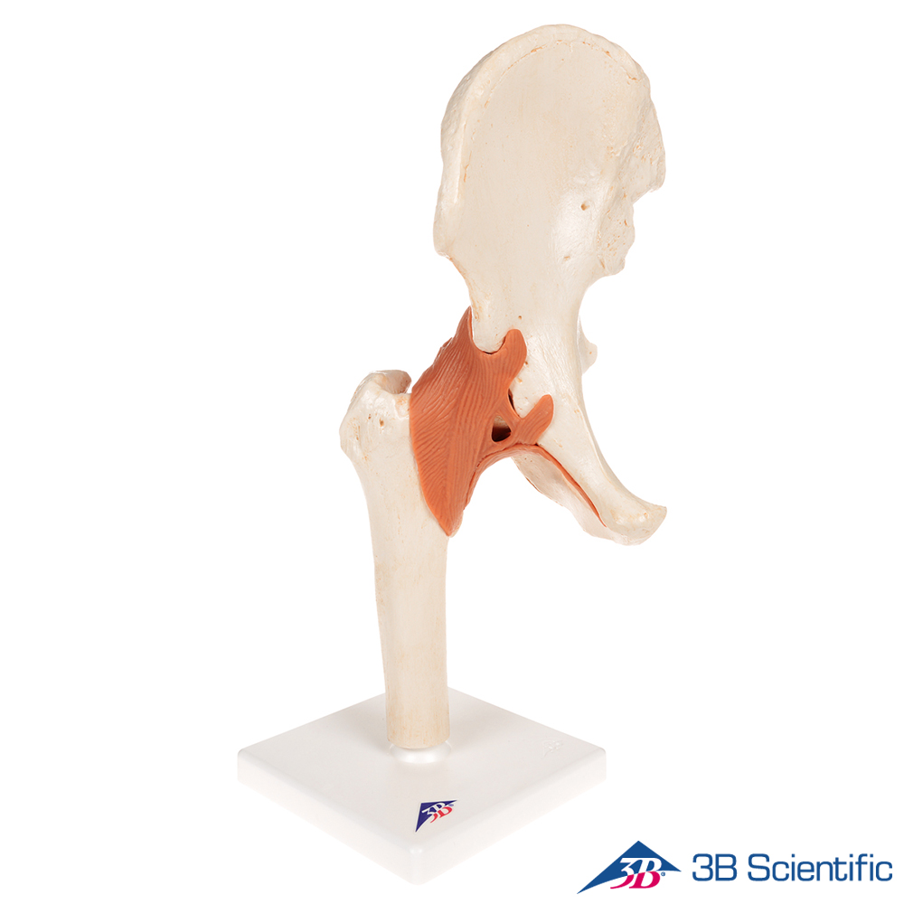 3B Scientific 인체모형 A81/1 고급형 고관절모형 엉덩이뼈 관절과 인대