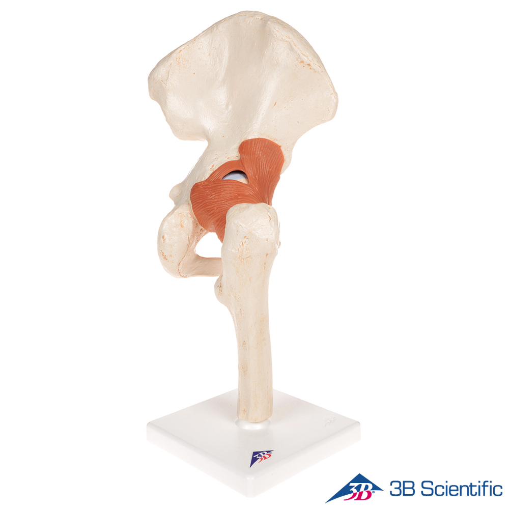 3B Scientific 인체모형 A81/1 고급형 고관절모형 엉덩이뼈 관절과 인대