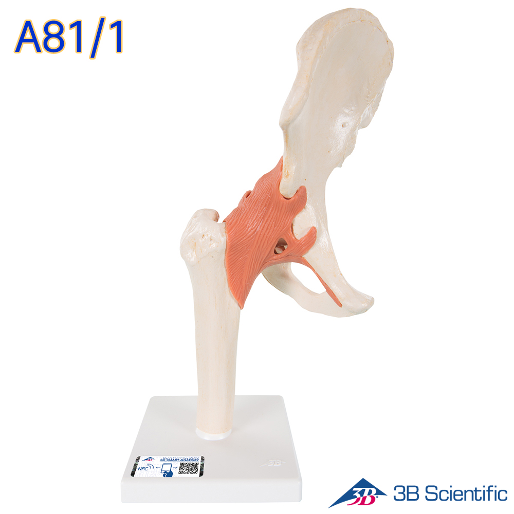 3B Scientific 인체모형 A81/1 고급형 고관절모형 엉덩이뼈 관절과 인대 대표이미지 섬네일