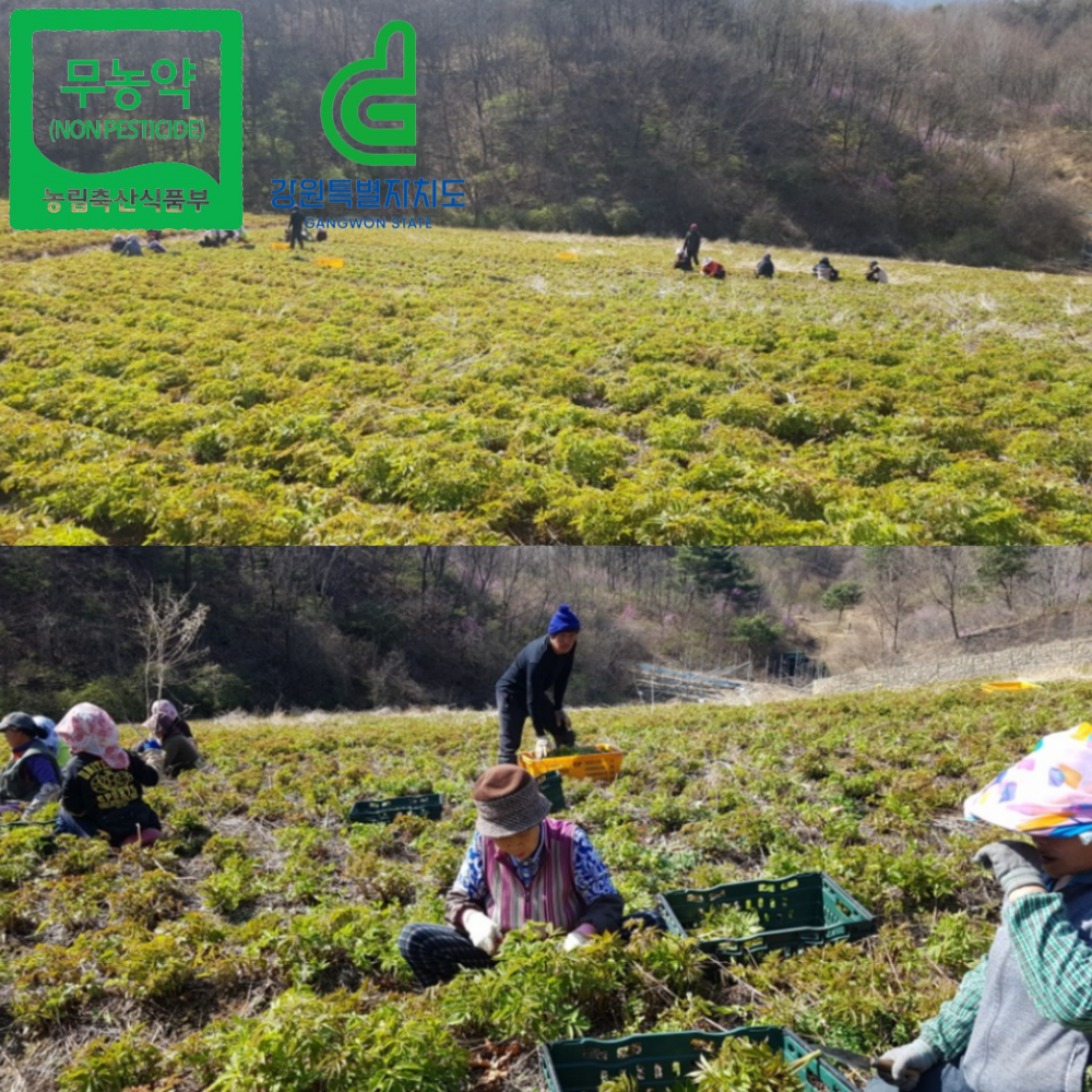 양구군산림조합 생 무농약 자연산 눈개승마 삼나물 100% 국산