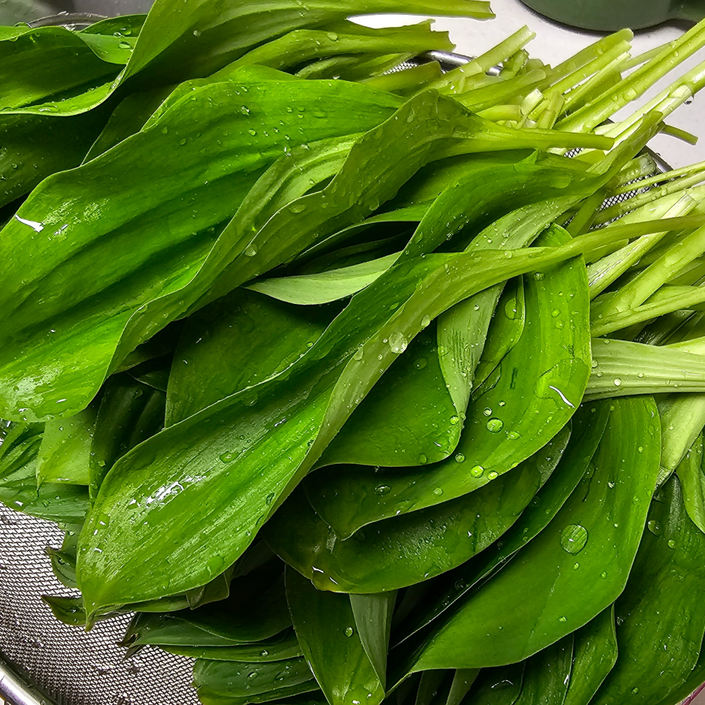 양구군산림조합 생 자연산 명이나물 산마늘 100% 국산