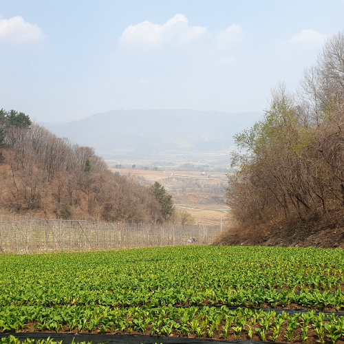 양구군산림조합 생 자연산 명이나물 산마늘 100% 국산