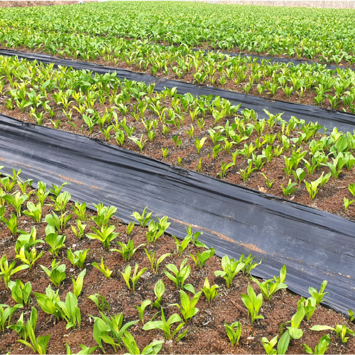 양구군산림조합 생 자연산 명이나물 산마늘 100% 국산