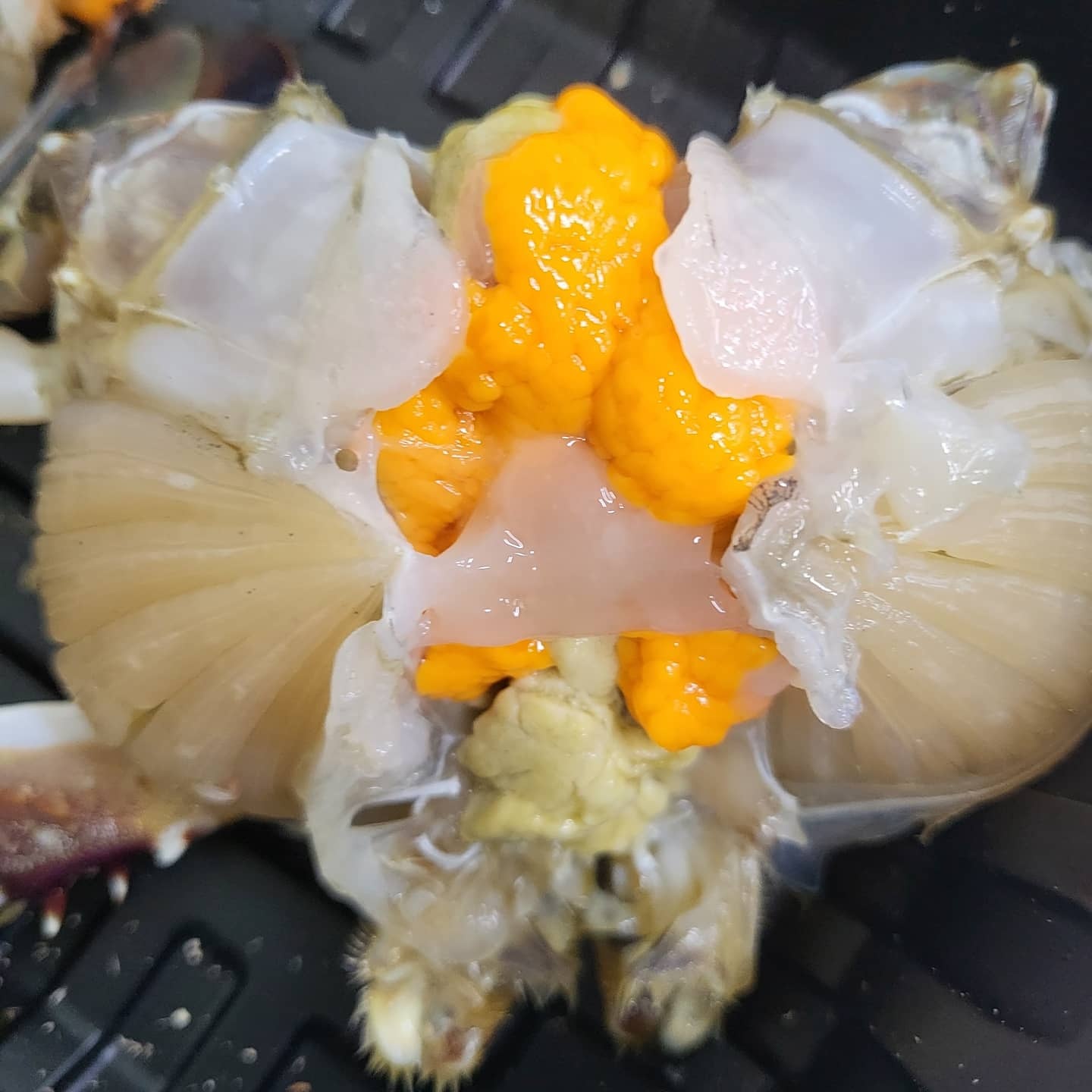 [햇땅] 연평도 활꽃게 알가득 암꽃게 1kg 2kg 5kg