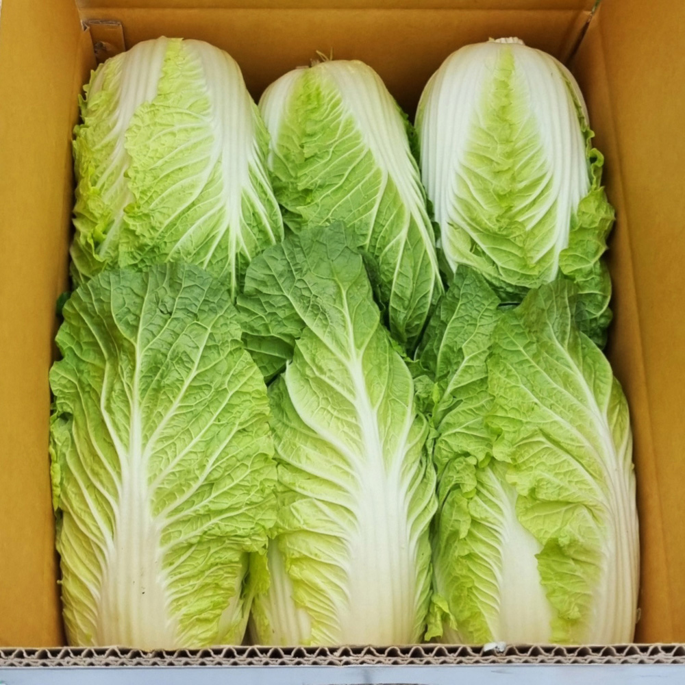 농장직송 국내산 해남 알배추 4kg(6포기)  8kg(12포기)  알배기 쌈배추