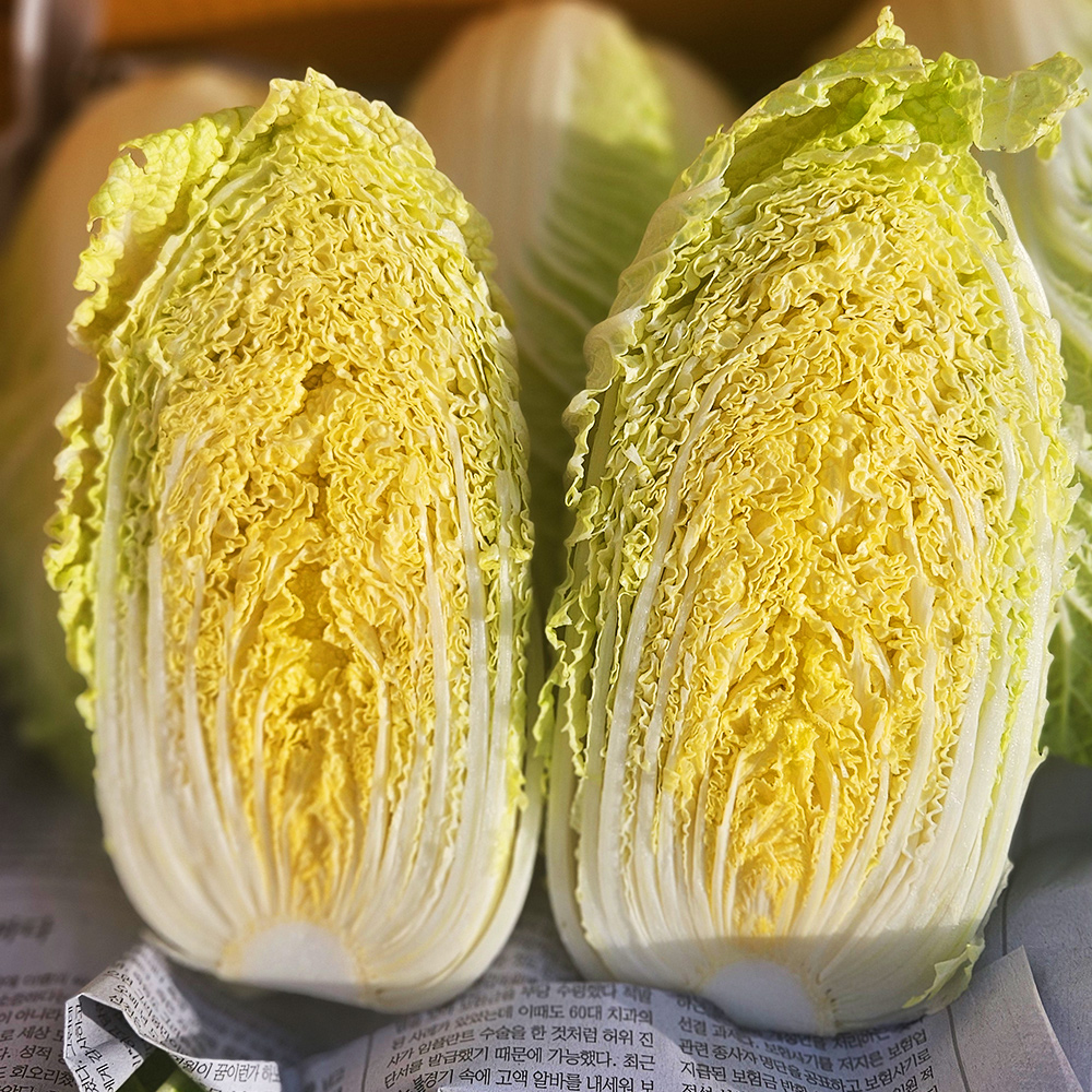 농장직송 국내산 해남 알배추 4kg내외 (5-7포기) 알배기 쌈배추