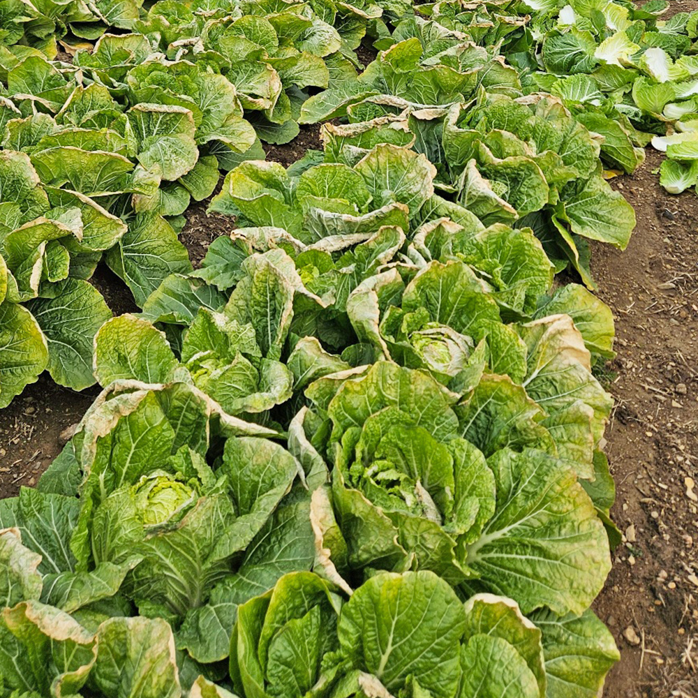 농장직송 국내산 해남 알배추 4kg(6포기)  8kg(12포기)  알배기 쌈배추