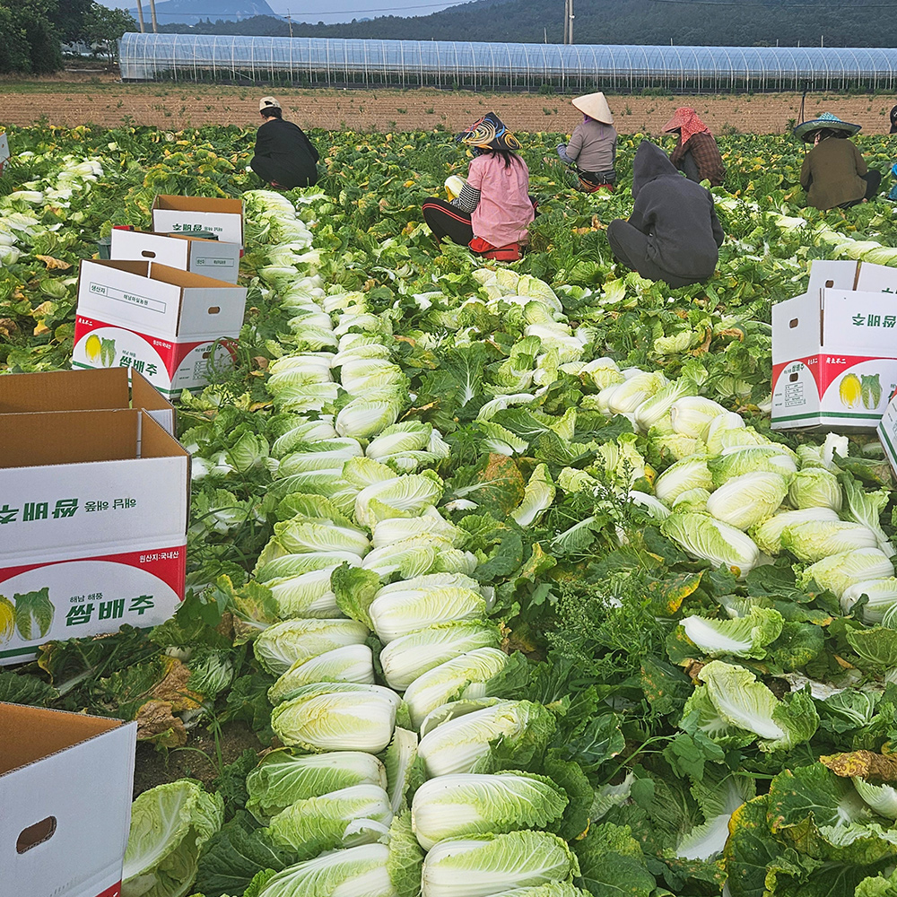 농장직송 국내산 해남 알배추 4kg내외 (5-7포기) 알배기 쌈배추