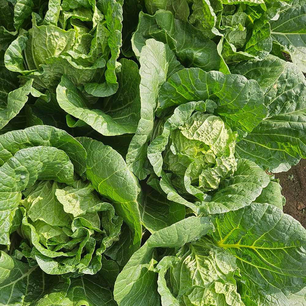 농장직송 국내산 해남 알배추 4kg내외 (5-7포기) 알배기 쌈배추