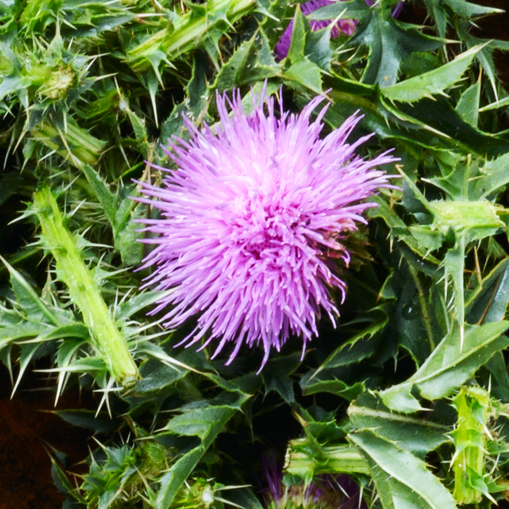 늘해찬 국내산 볶은 엉겅퀴차 삼각티백 (1g x 50티백)