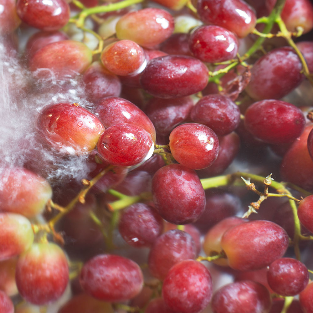 고당도 씨없는 적포도 크림슨포도 800g 1-4팩