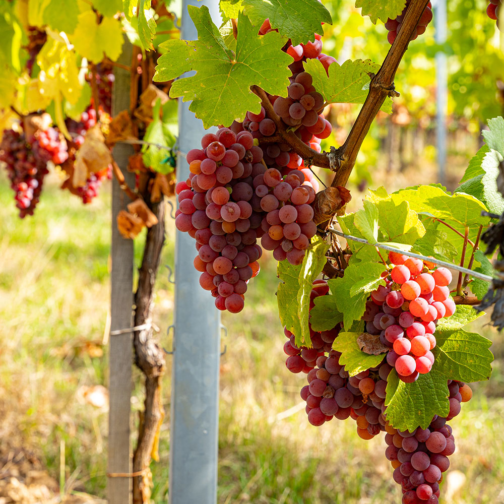 고당도 씨없는 적포도 크림슨포도 800g 1-4팩