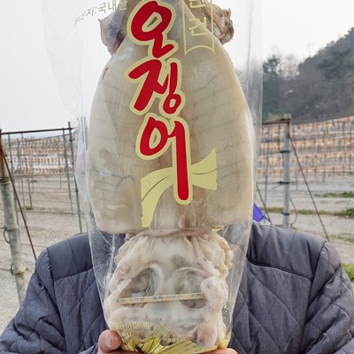 국내산 반건조 오징어 10마리 (1.7-1.8kg 내외) 대표이미지 섬네일