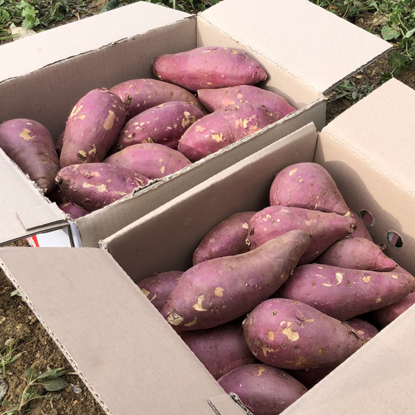 [25년_햇고구마] 갓수확한 꿀밤 고구마 (3kg/5kg)