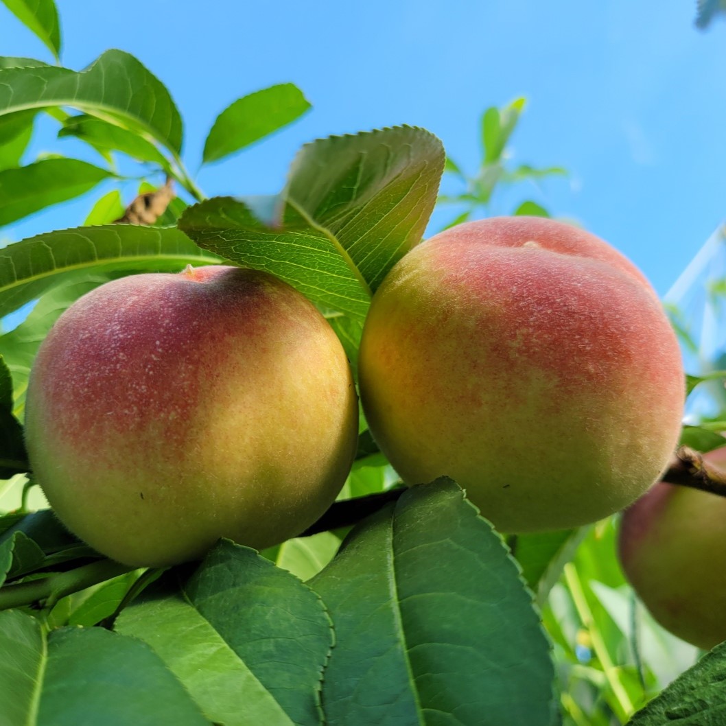 ★예약발송★ 산지직송 아삭하고 달콤한 하우스 털 복숭아 1kg/2kg