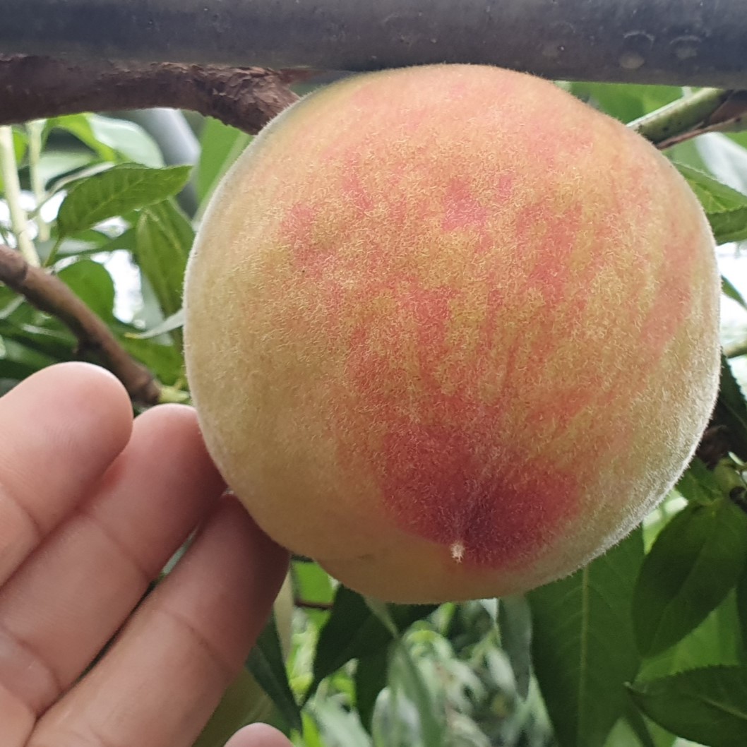 ★예약발송★ 산지직송 아삭하고 달콤한 하우스 털 복숭아 1kg/2kg