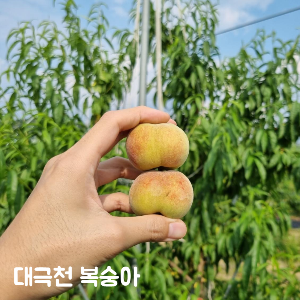 ★예약발송★ 산지배송 첫출하 프리미엄 신비복숭아 2kg/5kg