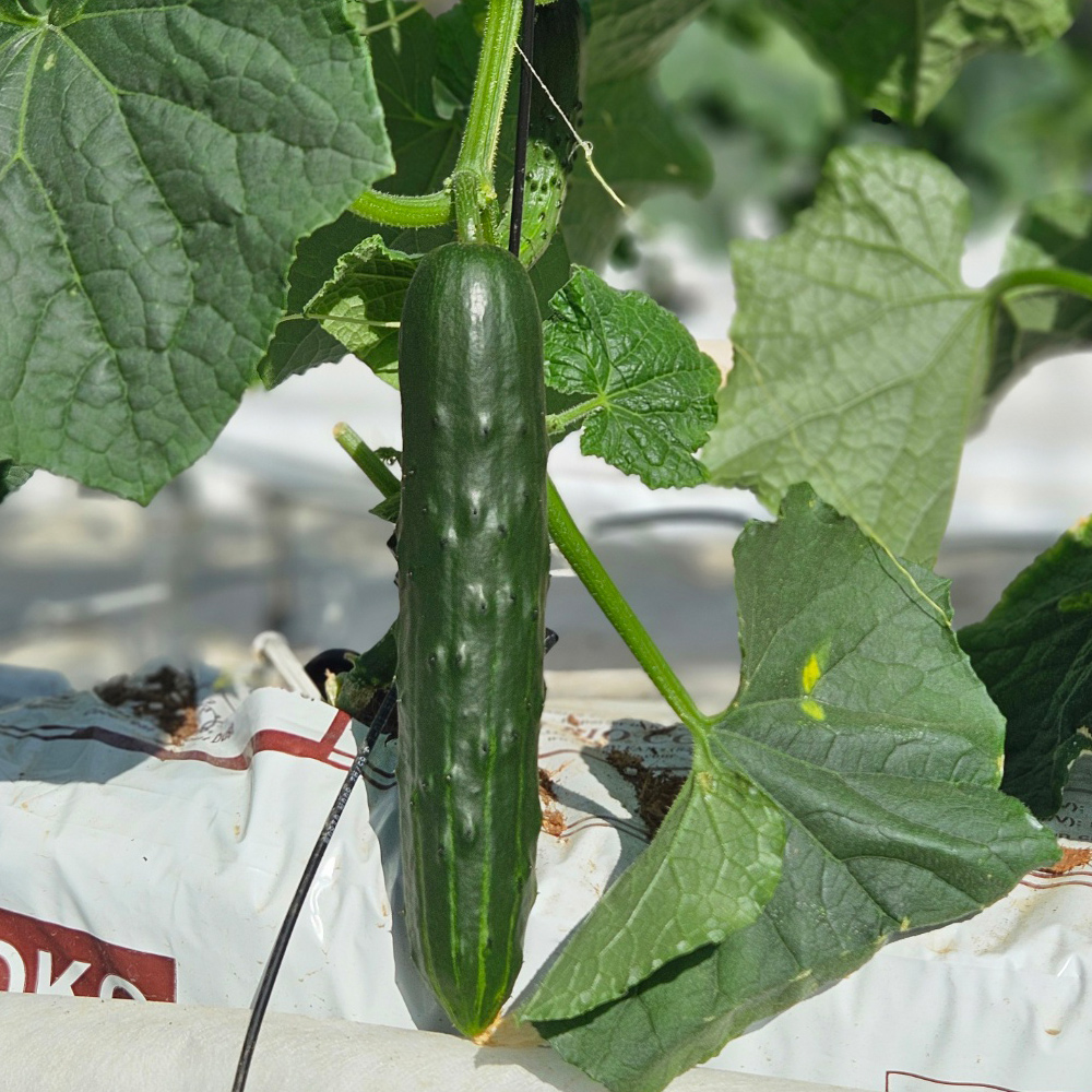 정읍청년농부 김선홍의 국내산 취청오이 2kg / 3kg 청오이 가시오이 전북정읍