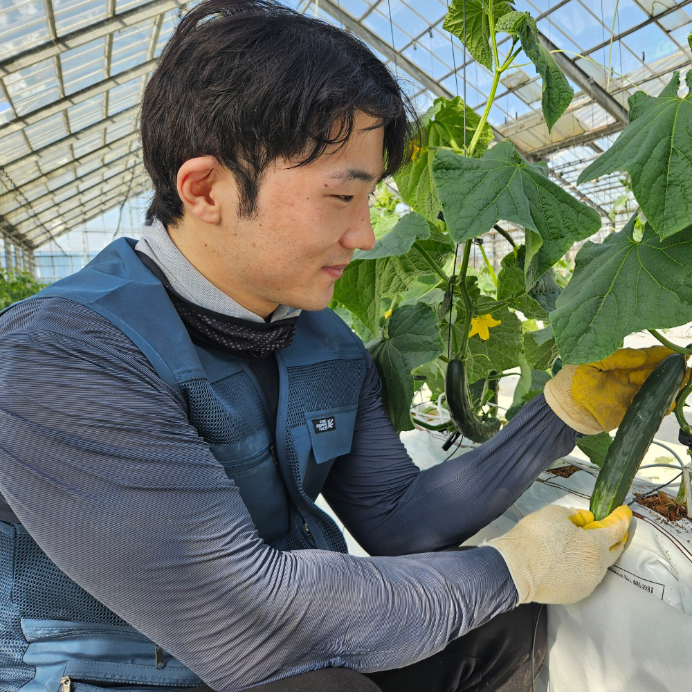 정읍청년농부 김선홍의 국내산 취청오이 2kg / 3kg 청오이 가시오이 전북정읍 대표이미지 섬네일