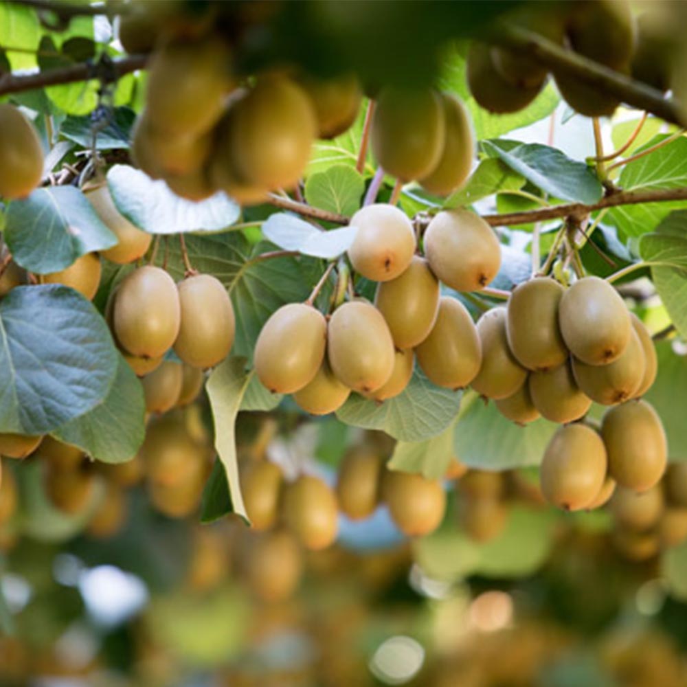 제스프리 골드키위 대과 1개당 100g 내외 1-2kg