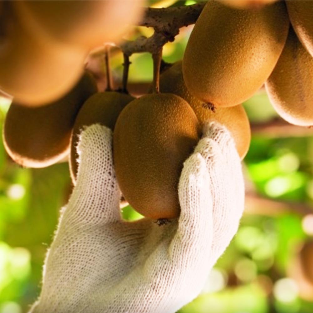 제스프리 골드키위 대과 1개당 100g 내외 1-2kg