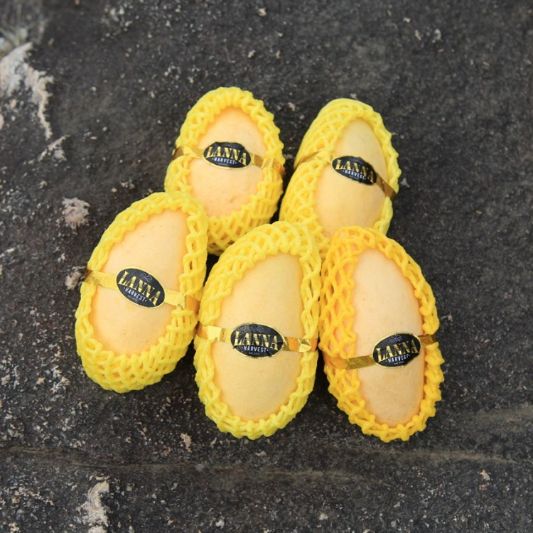 항공직수입 고당도 MANGO 태국 망고 골드망고