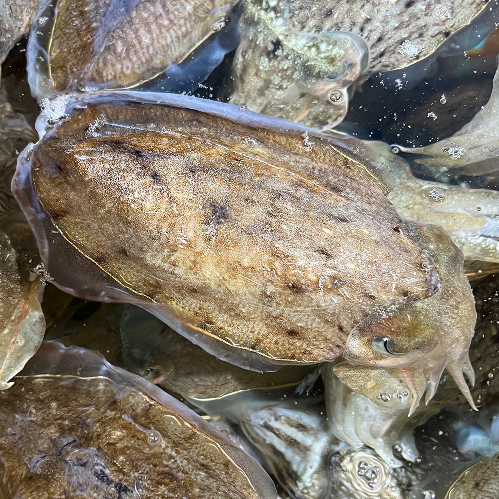 남해 자연산 활 갑오징어 1kg 생물 회 당일조업 국내산 제철 산오징어 숙회 통찜