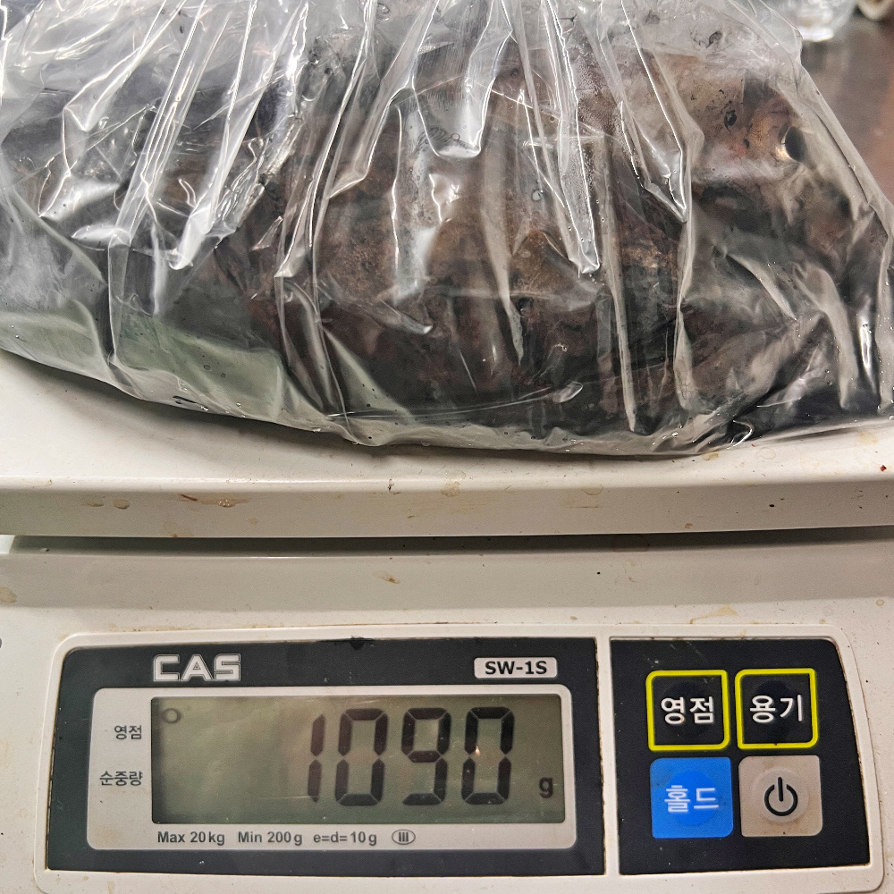 남해 자연산 활 갑오징어 1kg 생물 회 당일조업 국내산 제철 산오징어 숙회 통찜