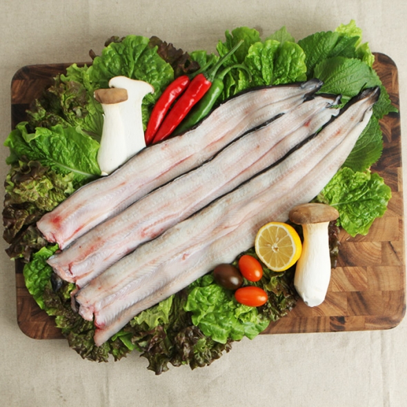 [고창출발] 풍천장어 100% 품질보증 기운센 불끈불끈 전북 고창 민물장어 1KG (손질전)