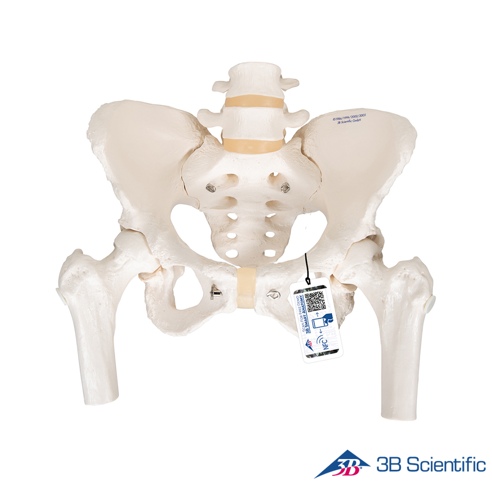 3B Scientific 인체모형 골반모형 A62 대퇴골두포함 여성골반 대표이미지 섬네일