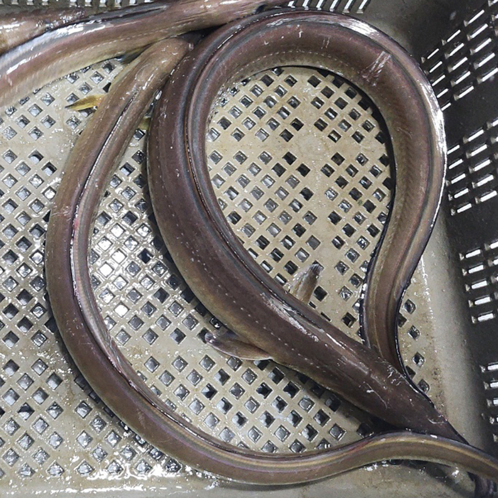 자연산 남해 갯장어 하모회 손질후 300g 하모 샤브샤브 구이