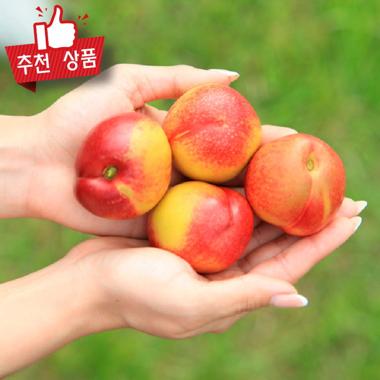 마켓파머스 국산 천도복숭아 오월도 신선복숭아 썬프레 생과