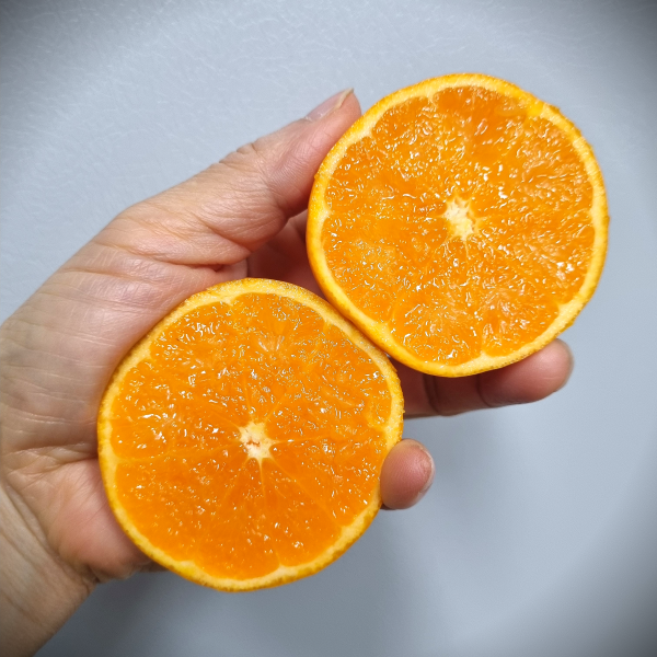 다오소 새콤달콤 고당도 제주 하우스 감귤