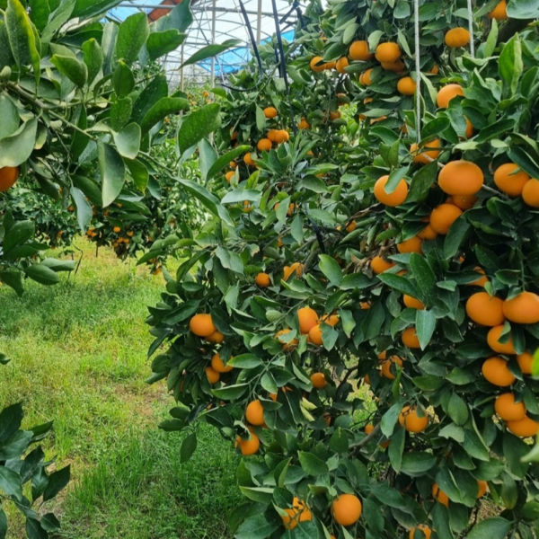 다오소 새콤달콤 고당도 제주 하우스 감귤