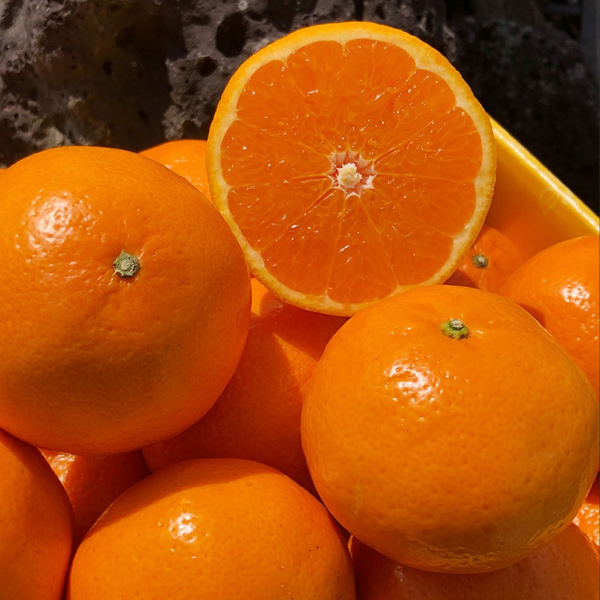 다오소 새콤달콤 고당도 제주 하우스 감귤