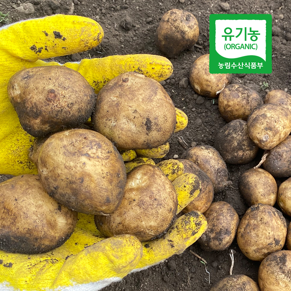 [6/3예약배송] 제주 산지직송 햇감자 알감자 제주감자 유기농 3kg/5kg/10kg 대표이미지 섬네일