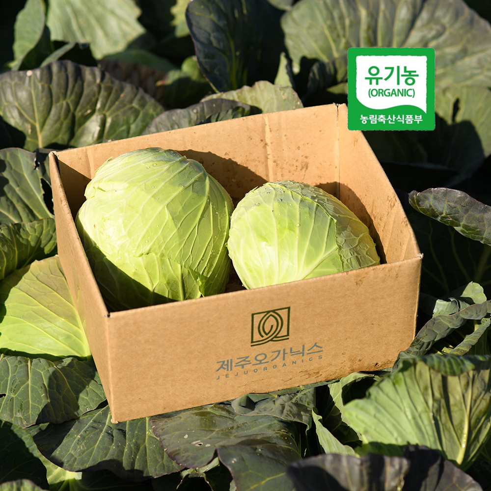 [6/3예약배송] 제주 산지직송 양배추 유기농양배추 제주양배추 3kg/6kg