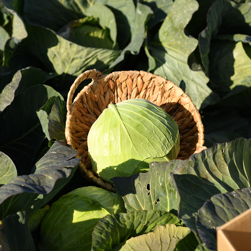 [6/3예약배송] 제주 산지직송 양배추 유기농양배추 제주양배추 3kg/6kg