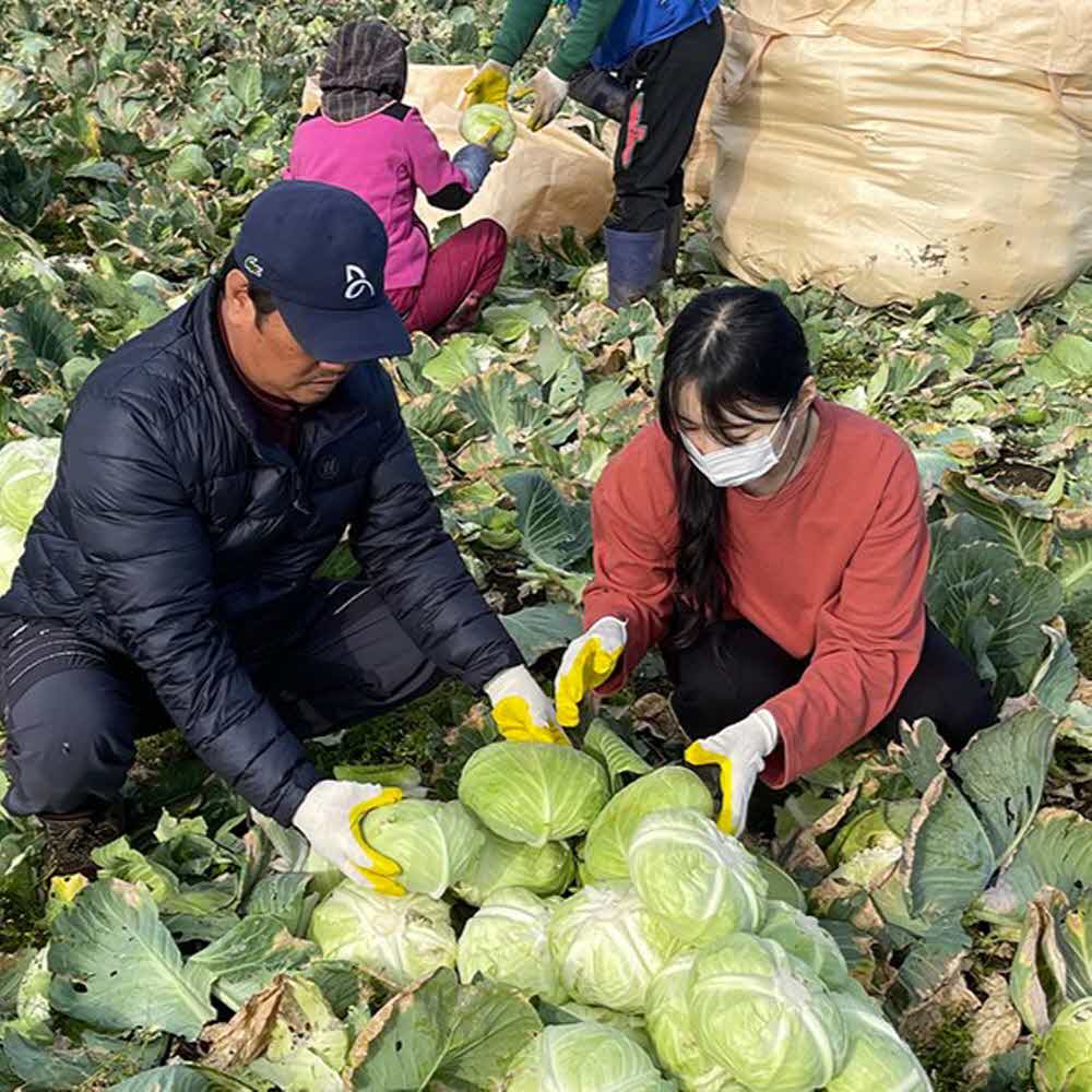 [6/3예약배송] 제주 산지직송 양배추 유기농양배추 제주양배추 3kg/6kg
