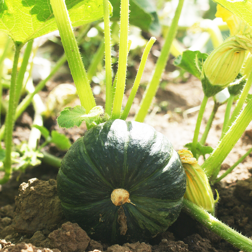 [6/10예약배송] 제주 산지직송 밤호박 미니단호박 단호박제철 유기농 제주 보우짱 3kg/5kg/10kg