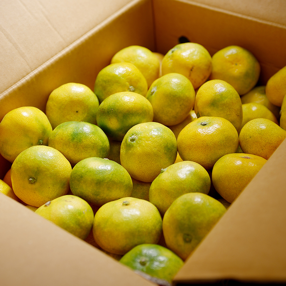 국내산 제주도 하우스 감귤 대과 2.5kg 4.5kg