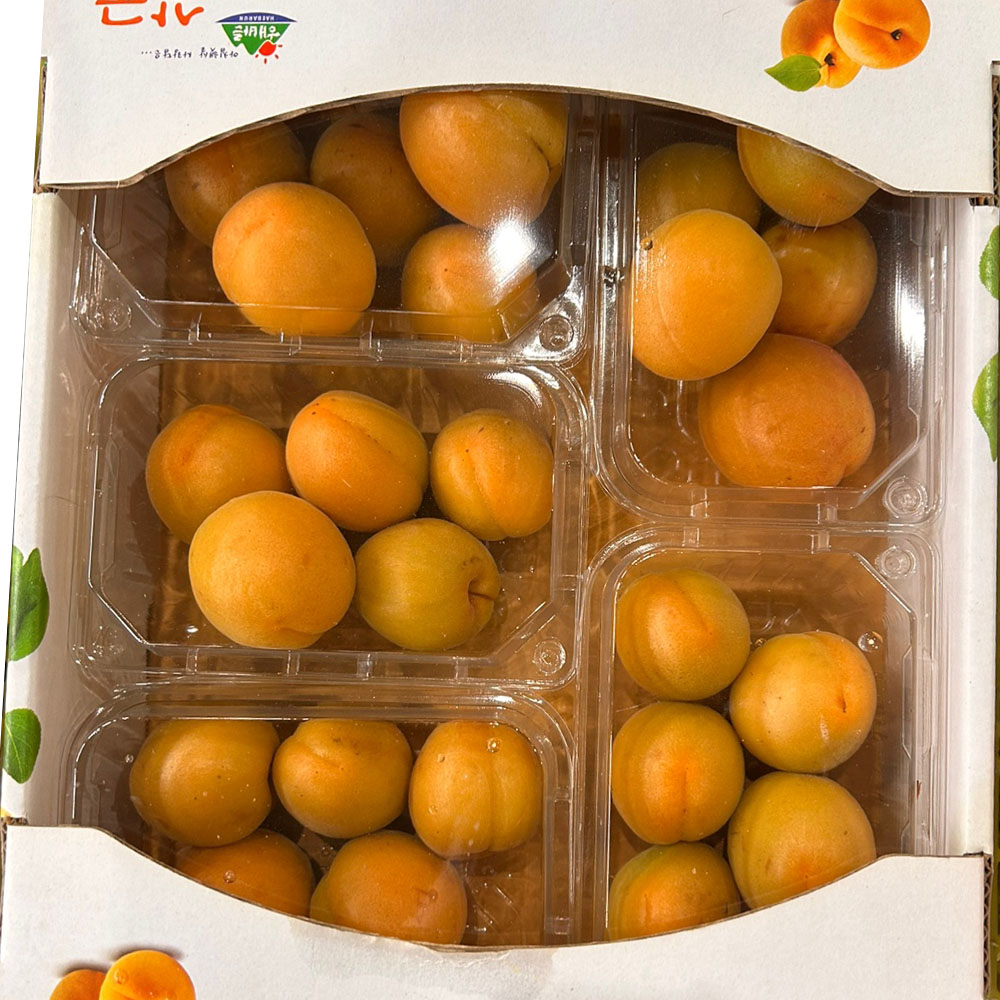 국내산 경북 노지 햇 살구 소 중 대과 1-2kg