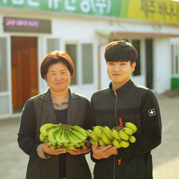 제주 바나나 국산 무농약 그린 바나나 한송이 한손 1.5kg 2.5kg 5kg