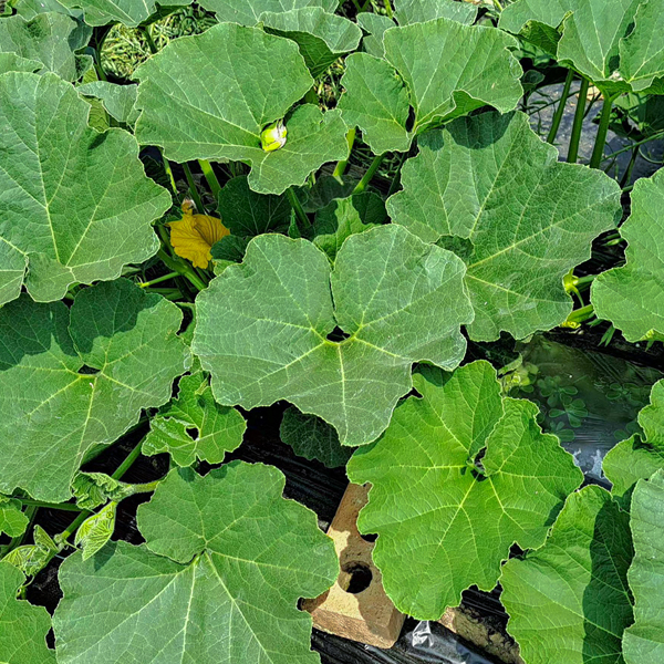 호박잎 500g 1kg