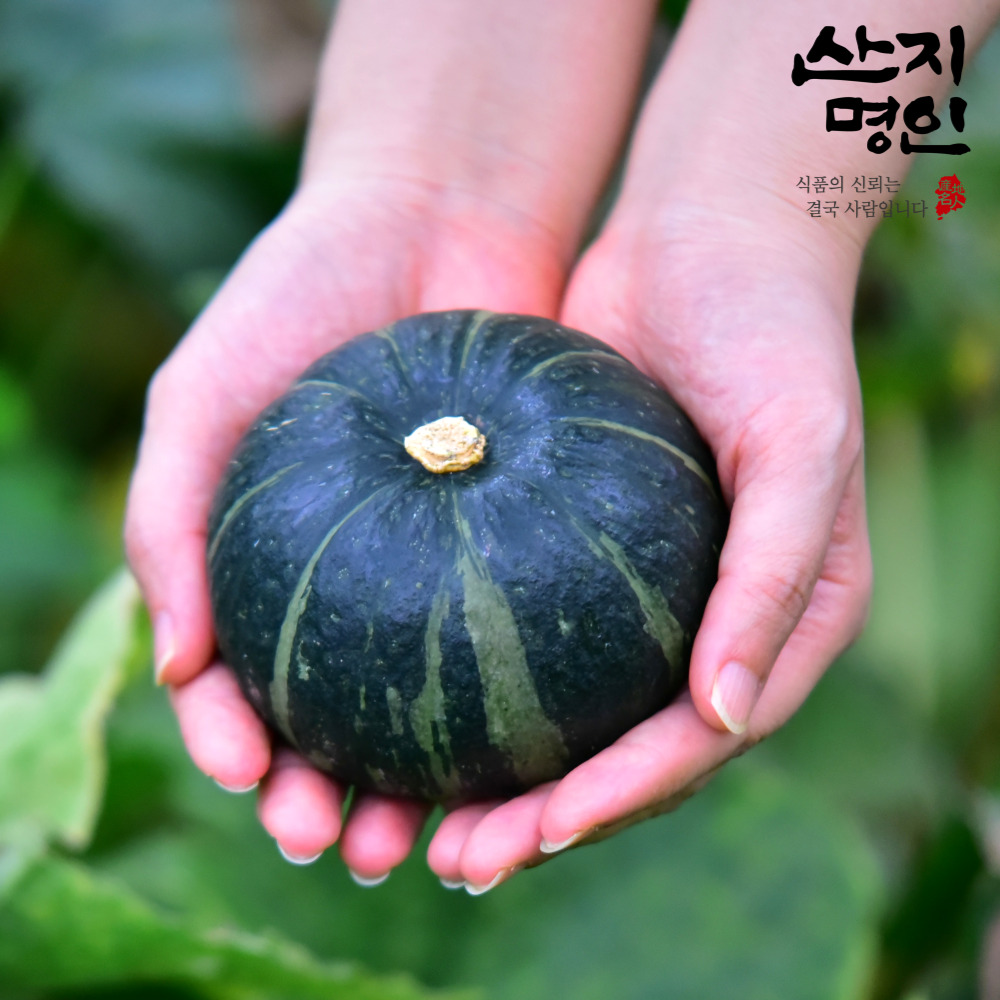 [산지명인] 전북 고창 미니밤호박 1kg 보우짱 밤단호박