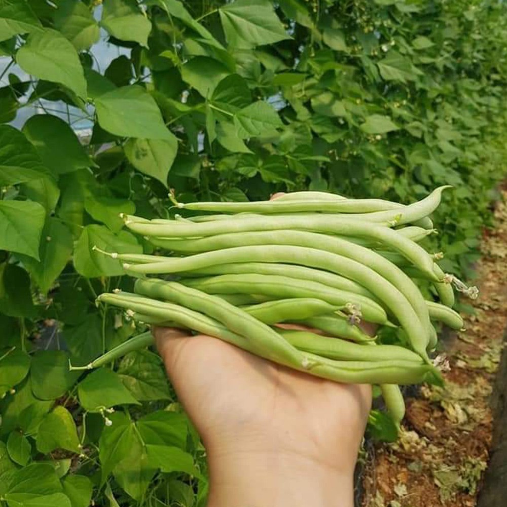 국내산 생 그린빈 1kg 그린빈스 껍질콩 줄기콩 당일수확 Dau que 동남아 식재료 대표이미지 섬네일